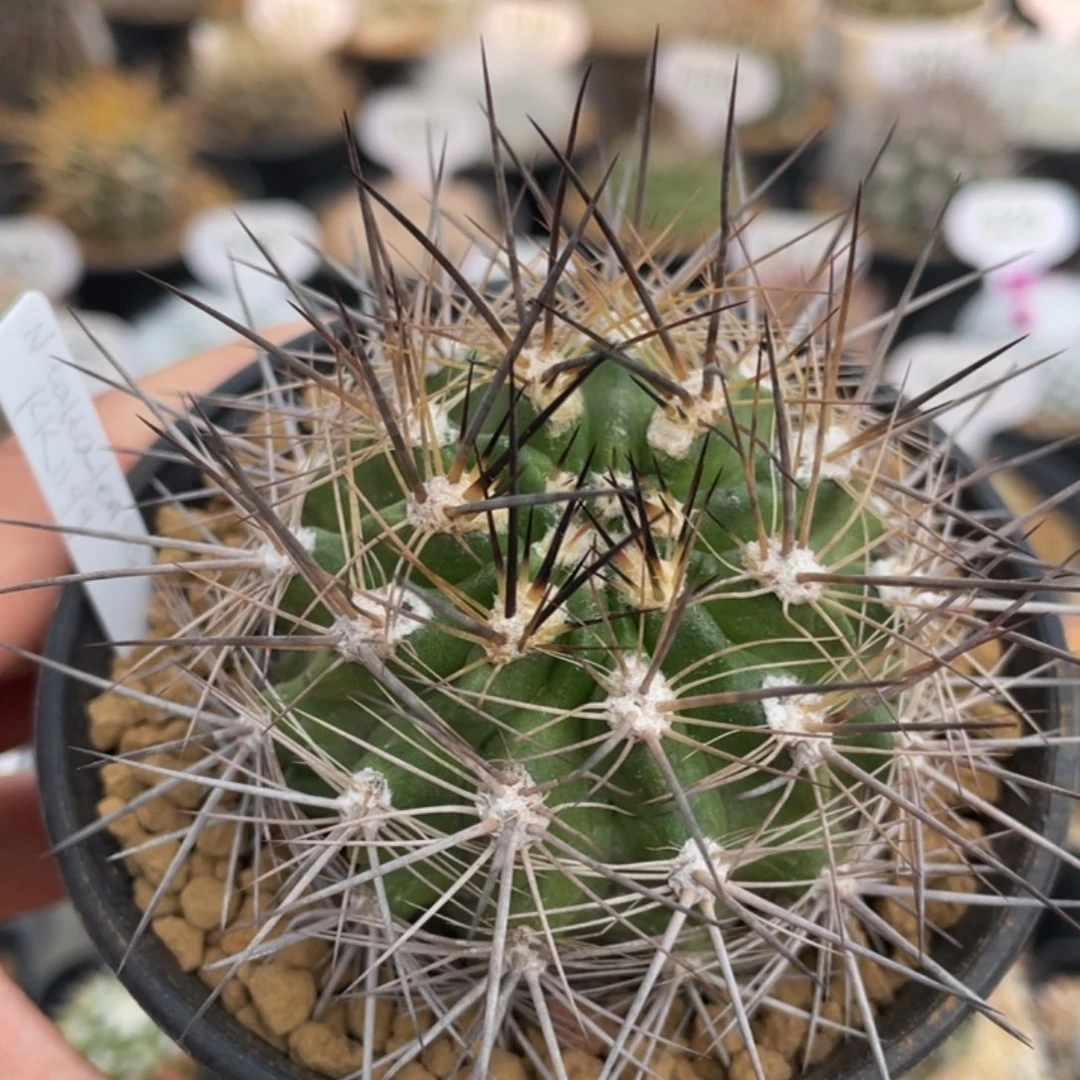 伏龙玉           实生根