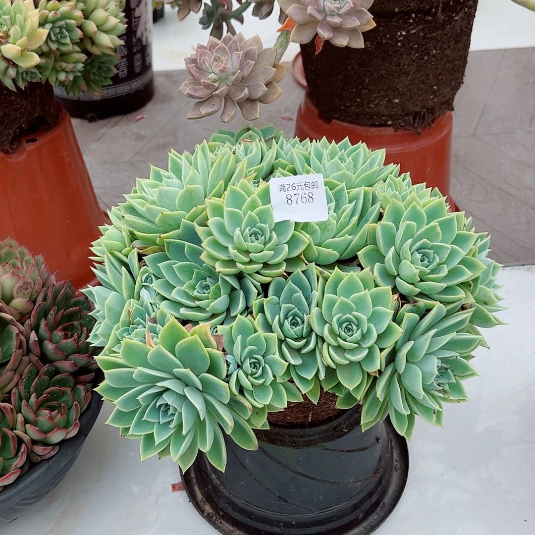 用***68768三色堇多肉植物