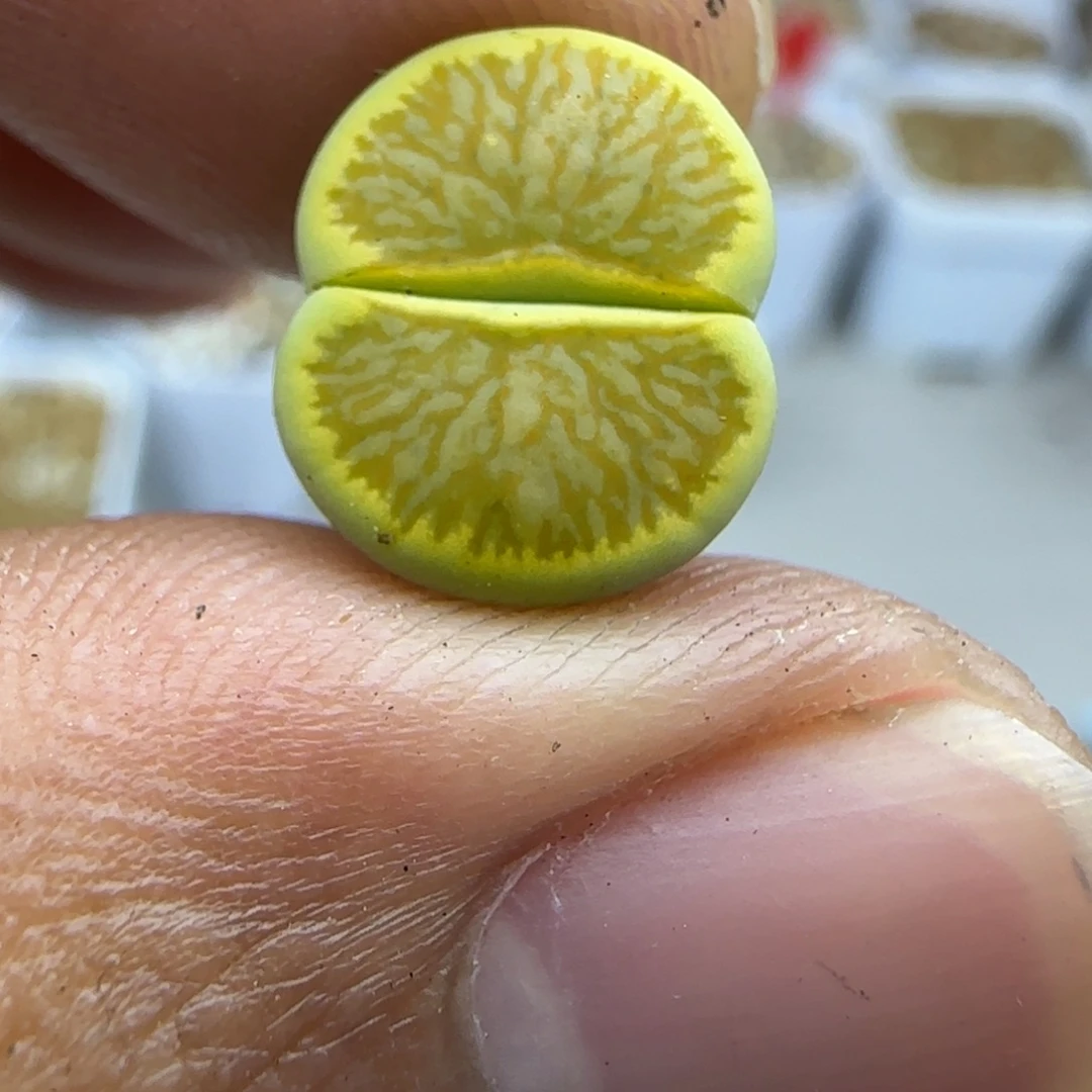 159 生石花大棚直播