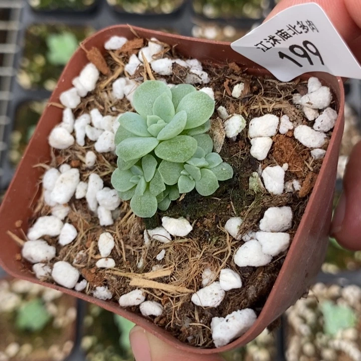 标199财富8号一个多肉