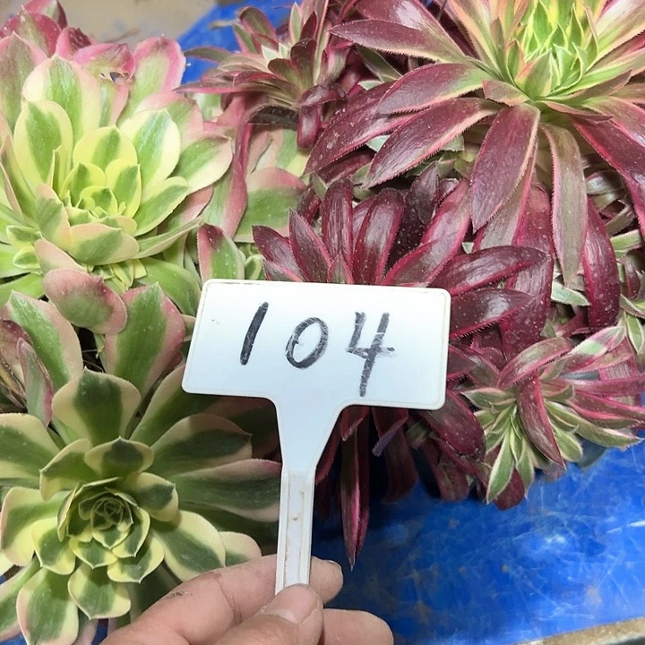 多肉植物组合2个