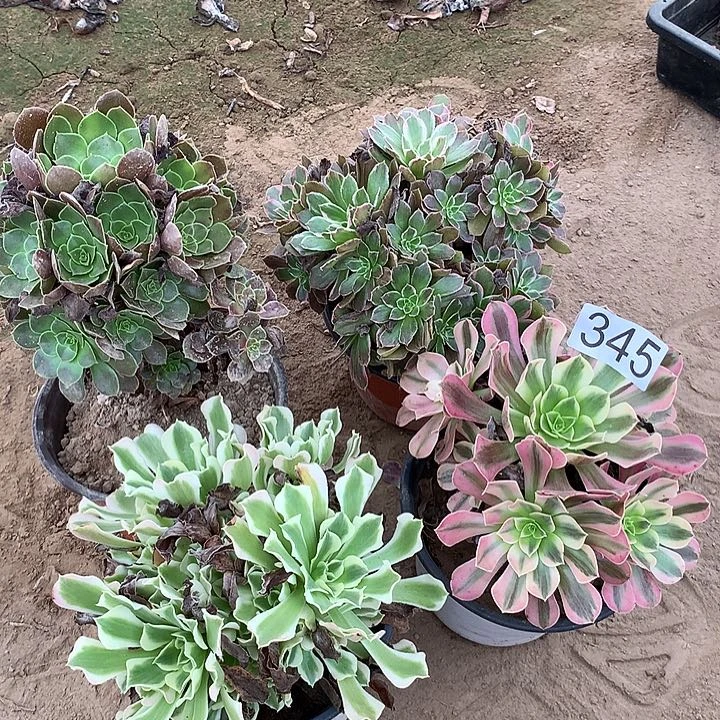 无花朵345四颗多肉植物组合