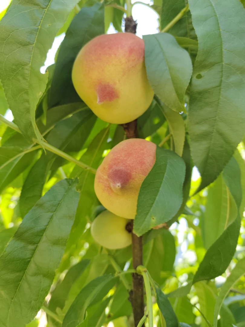 新鲜采摘云南高山野生毛桃硬吃脆爽软吃多汁