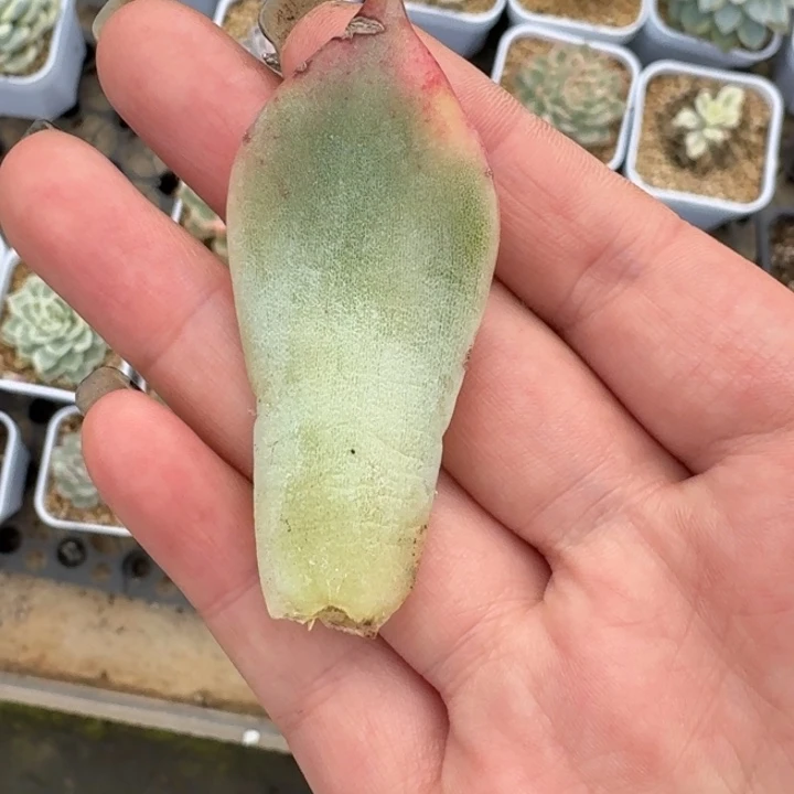 冰颜叶片一物一拍