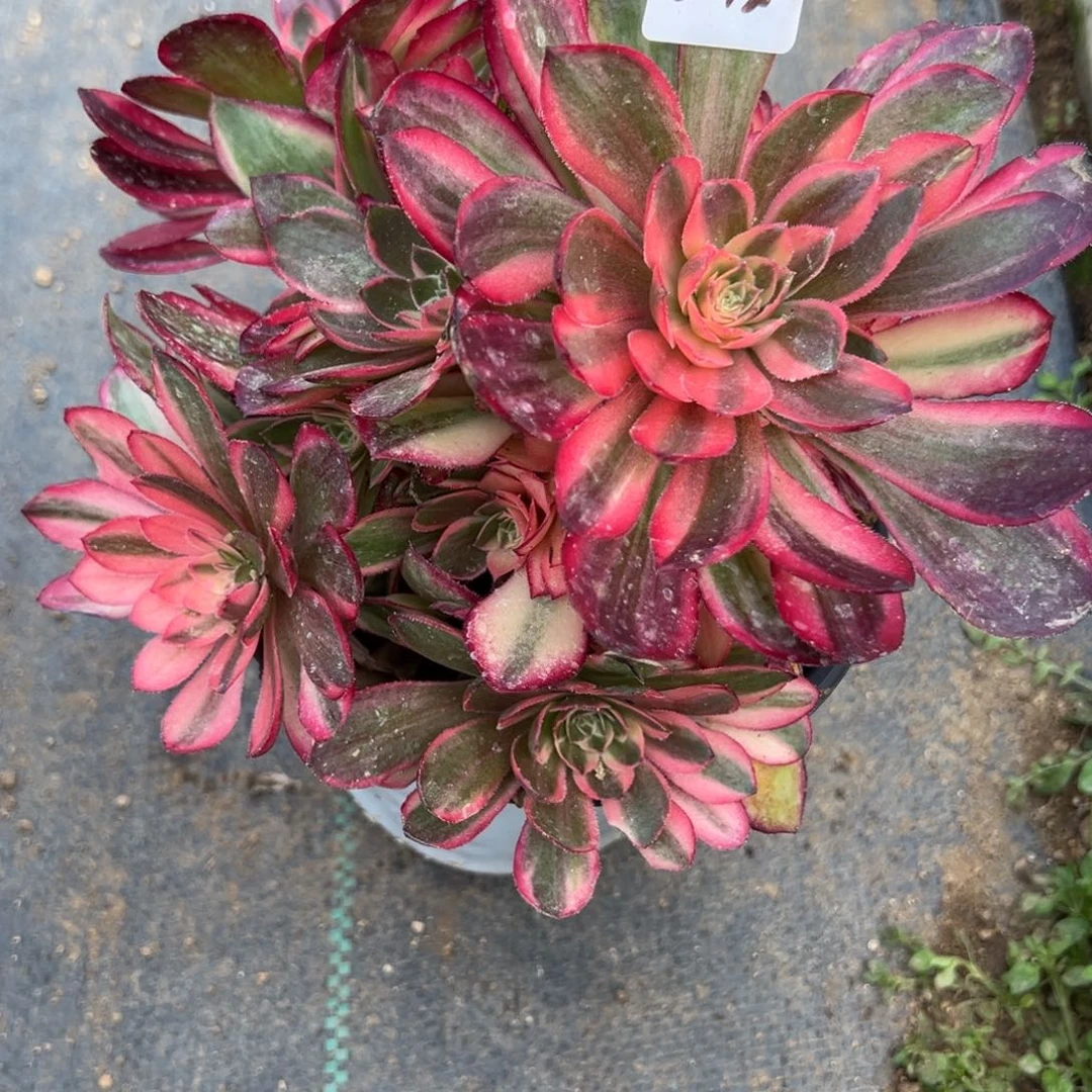 374黑魔锦多肉植物一