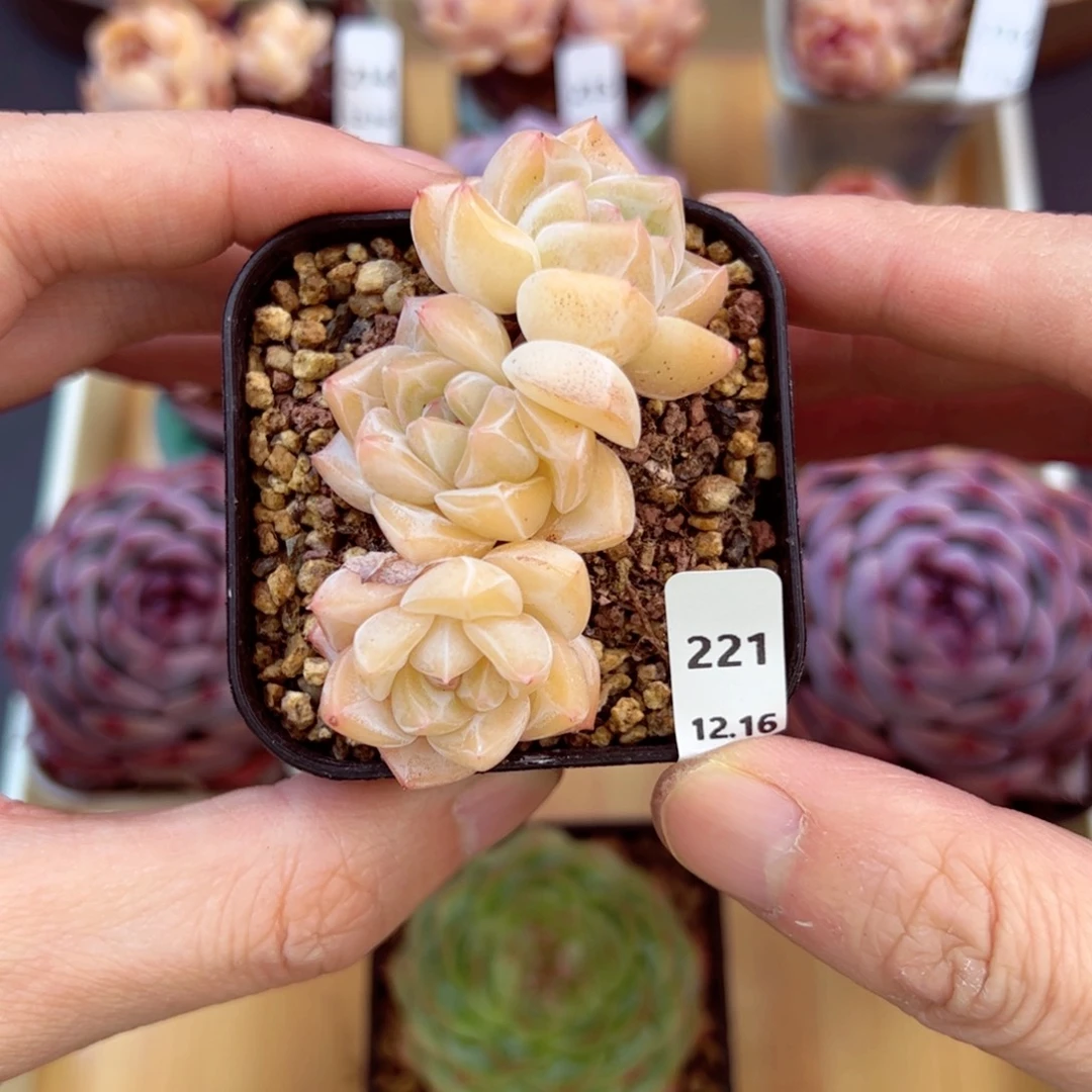 好好看221、哈哈哈哈