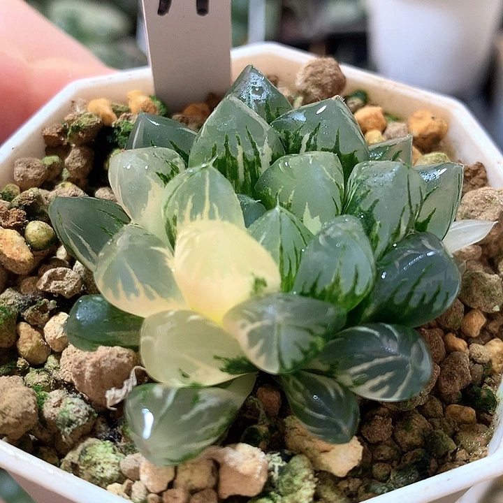 19号北极之光玉露锦带盆土