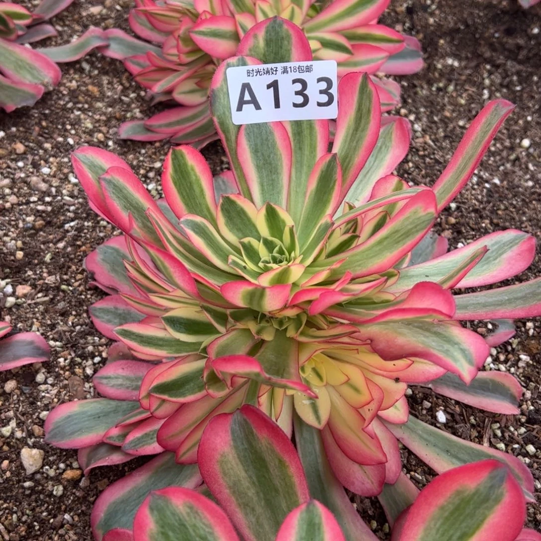 133粉体美杜莎多肉植物