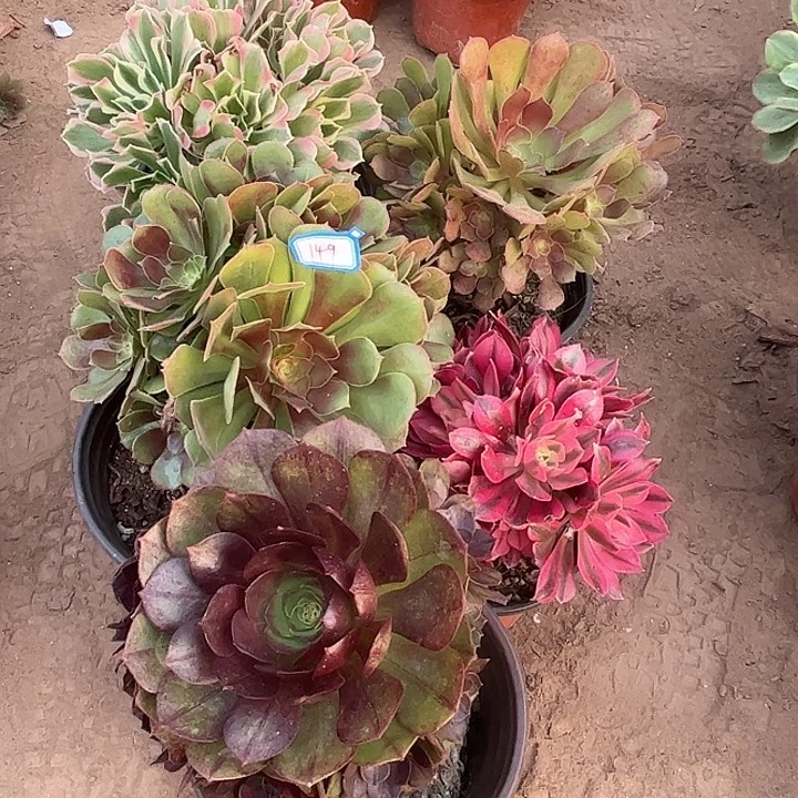 149多肉植物组合，