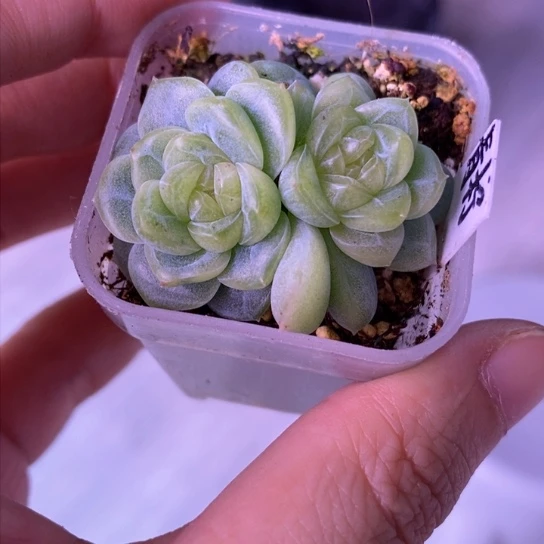 青柠双头4公分盆口