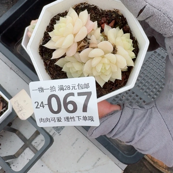 白天鹅无盆土发货无盆土发货
