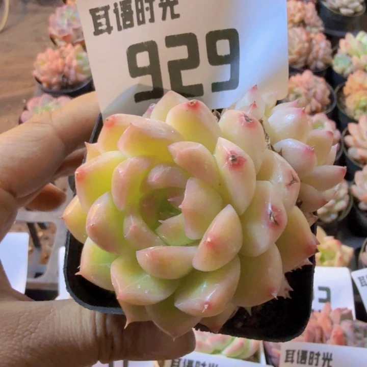 929.qqwwwwwwwwwwwwwww