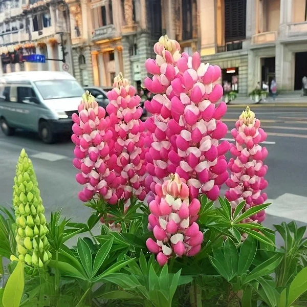 【鲁冰花种子】四季种植盆栽地栽阳台小院种植