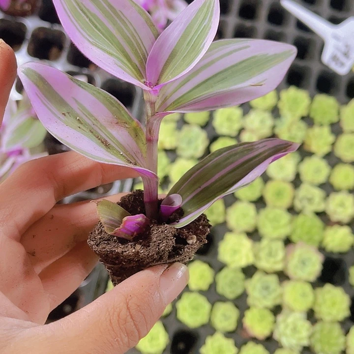 精品婚礼油画多肉植物