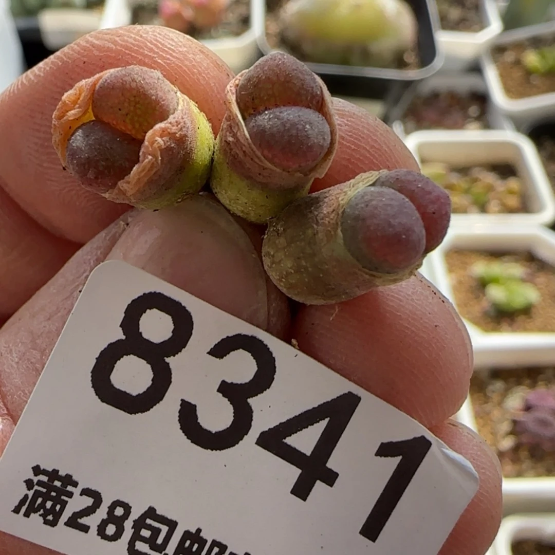 【闪购商品】?****妍8341