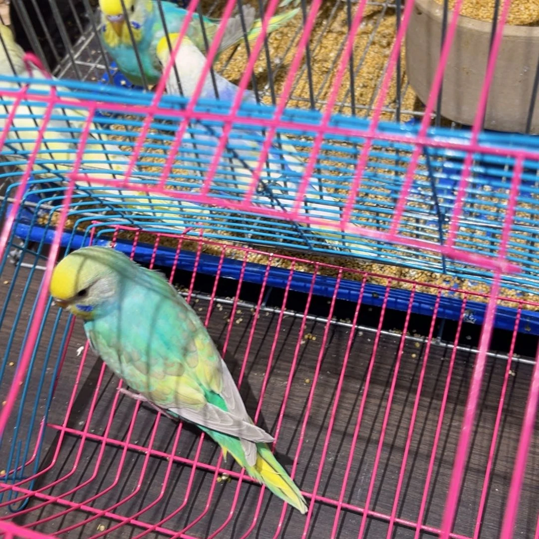 虎皮鹦鹉金彩虎皮鹦鹉母，一物一拍不退换竞拍