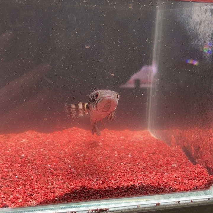 龙鱼各种小型雷龙鱼，喜欢就拍，不要犹豫，不要徘徊。看中就下手