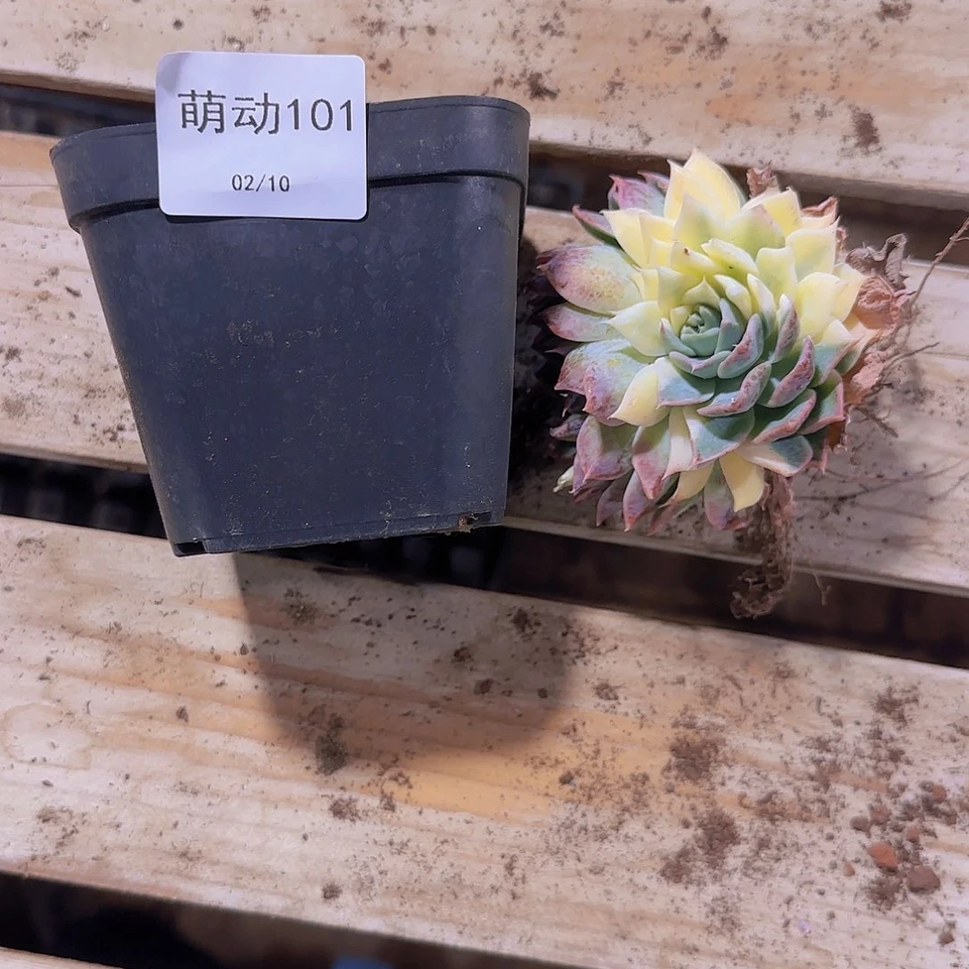 直播一物一拍多肉101