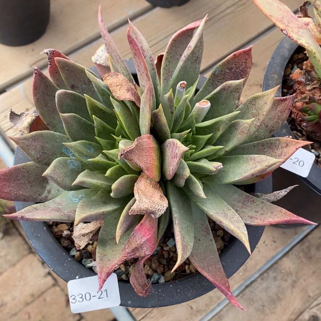 风*21号坎代福利啦啦啦啦