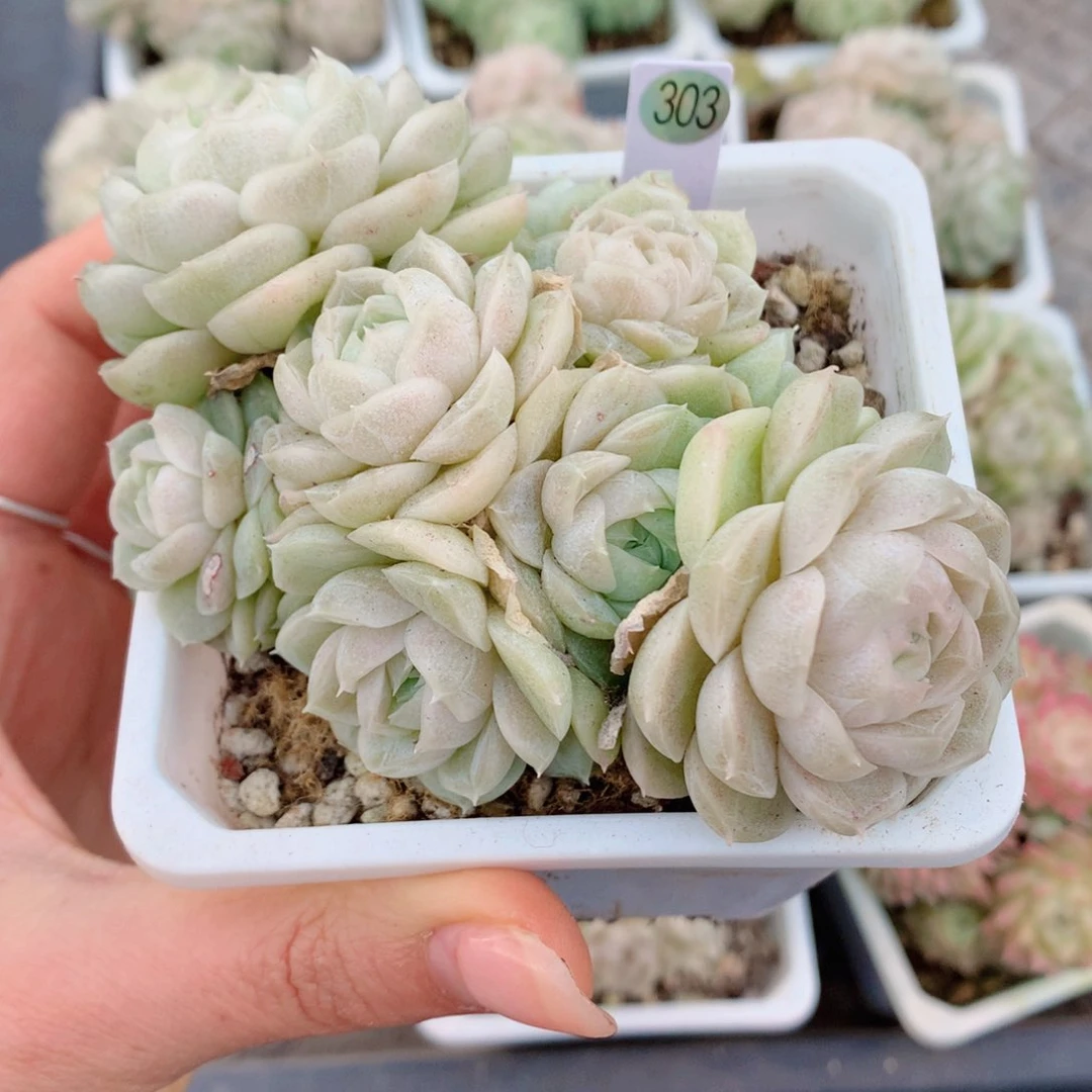 哈哈58包邮  群生不包整有砍303