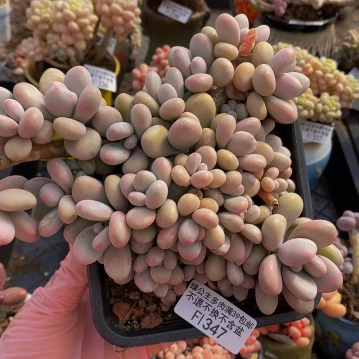 大桃蛋不包整有砍14cm347多肉植物