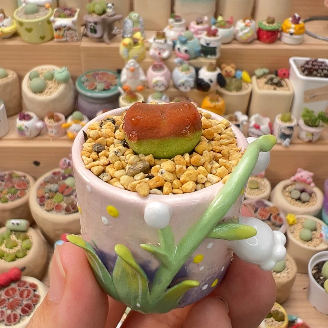 *****多肉植物5号水蜜桃