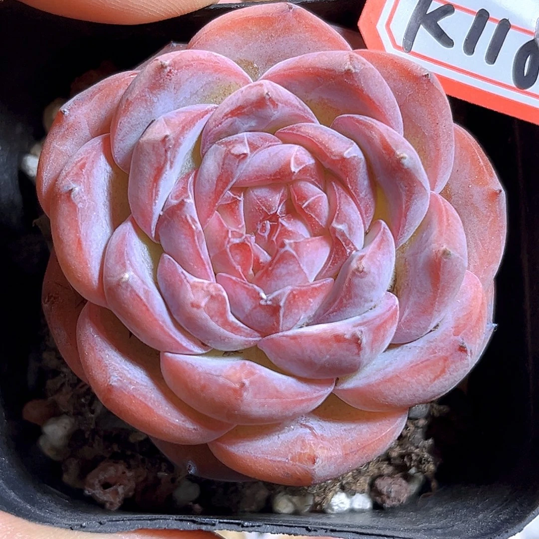 K118  新品珍妮 满18包邮