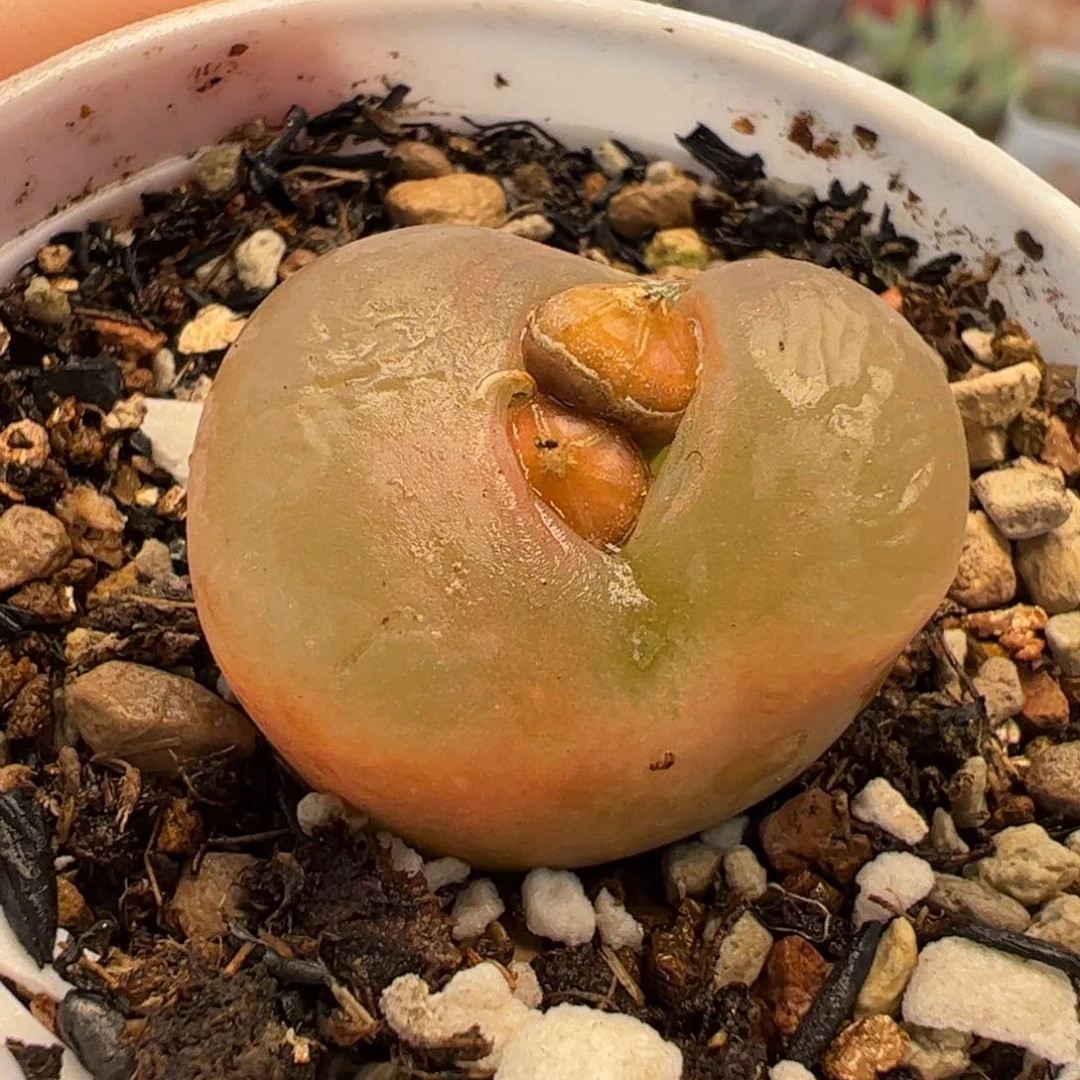 053多肉植物百科