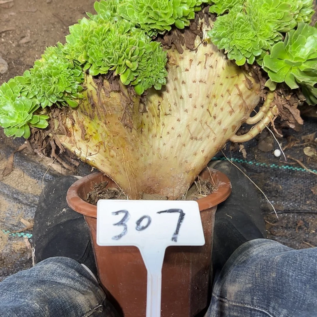 多肉植物绿羊绒缀花307