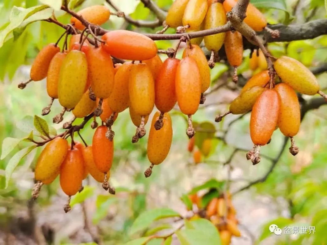 胡颓子老桩盆景素材