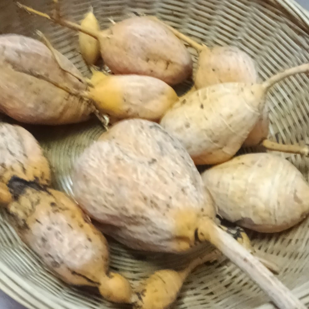 广西石头山牛大力,山莲藕