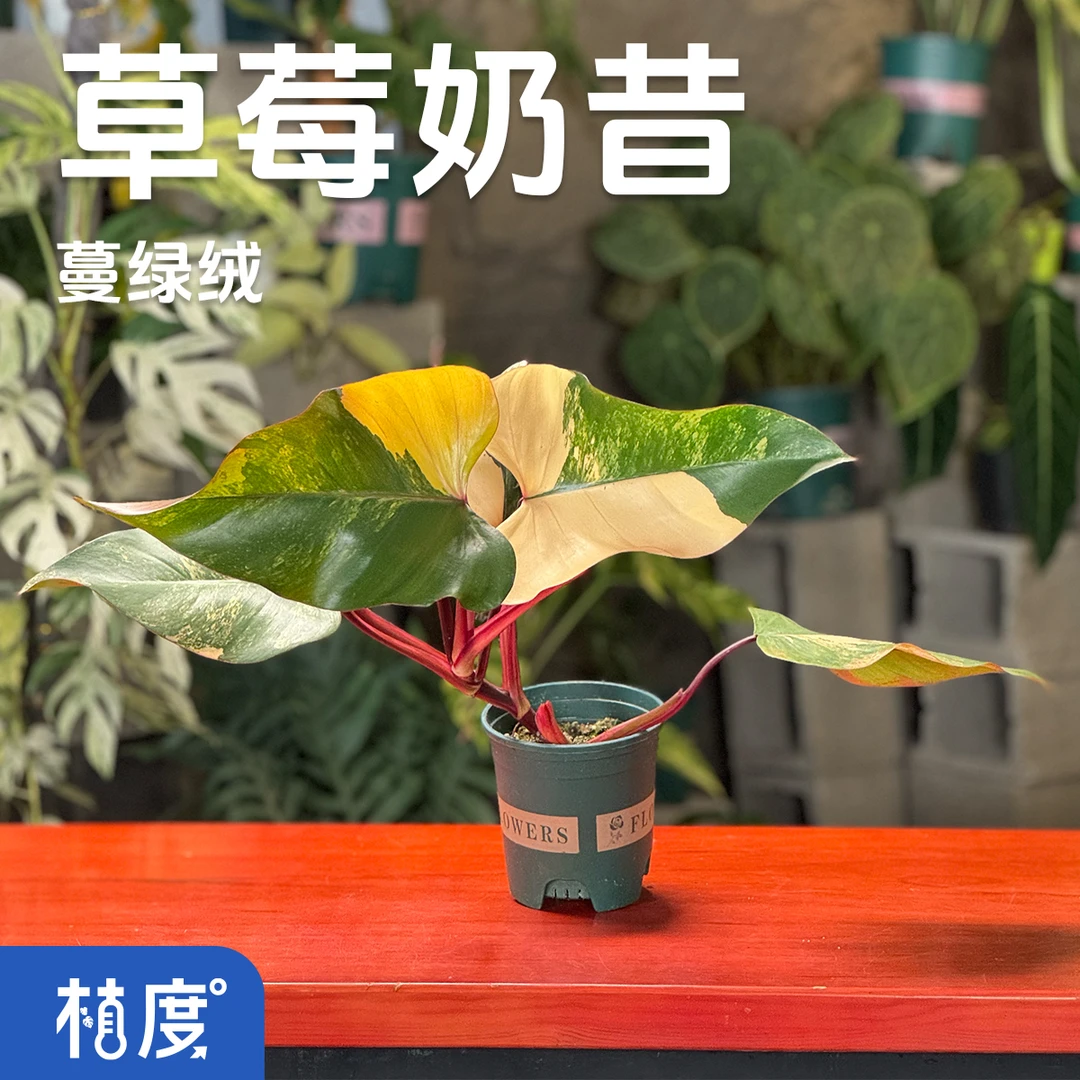 【植度|草莓奶昔蔓绿绒】粉绿渐变如甜饮 软萌色调唤醒空间甜美气息
