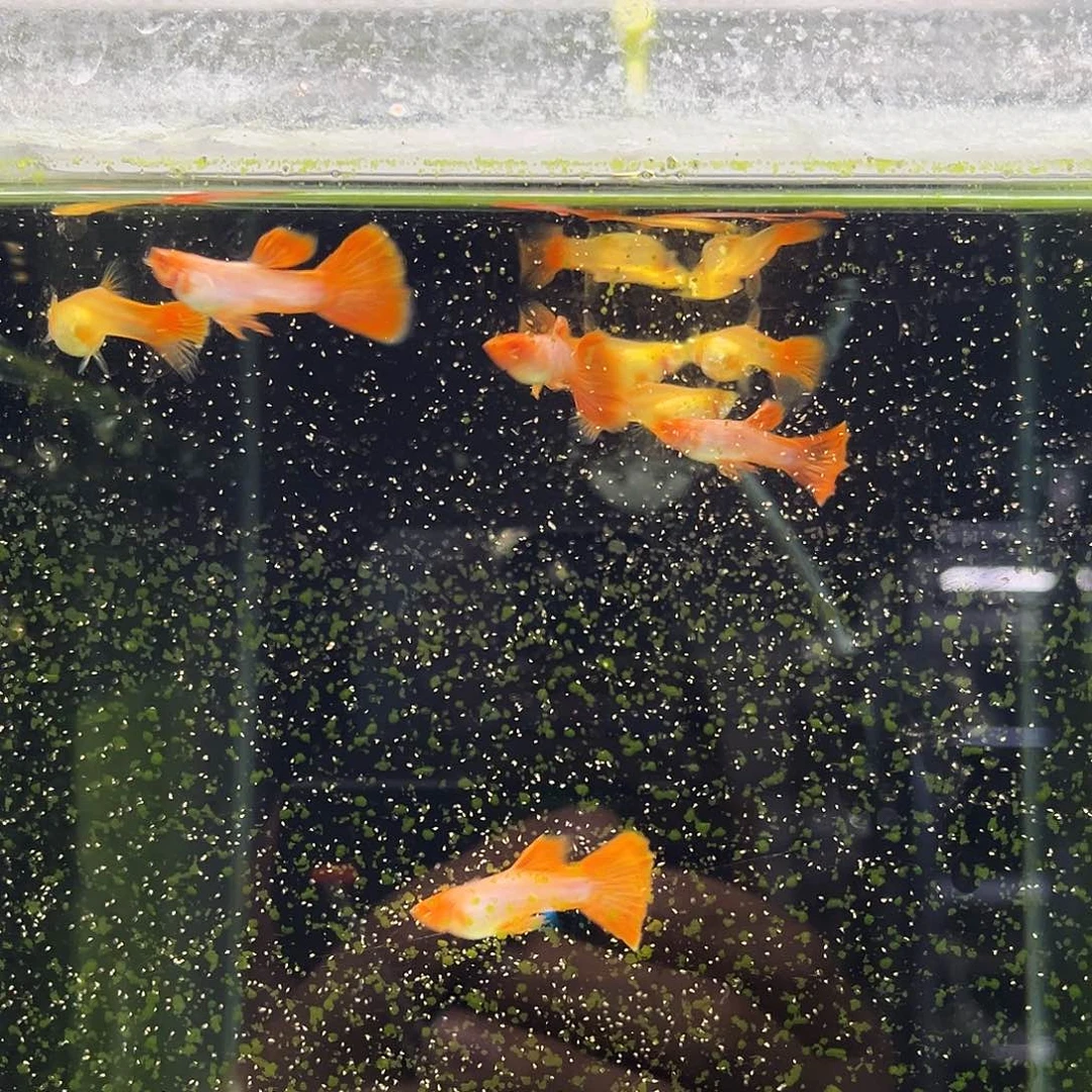 孔雀鱼僵**乐马晶塔孔雀2公