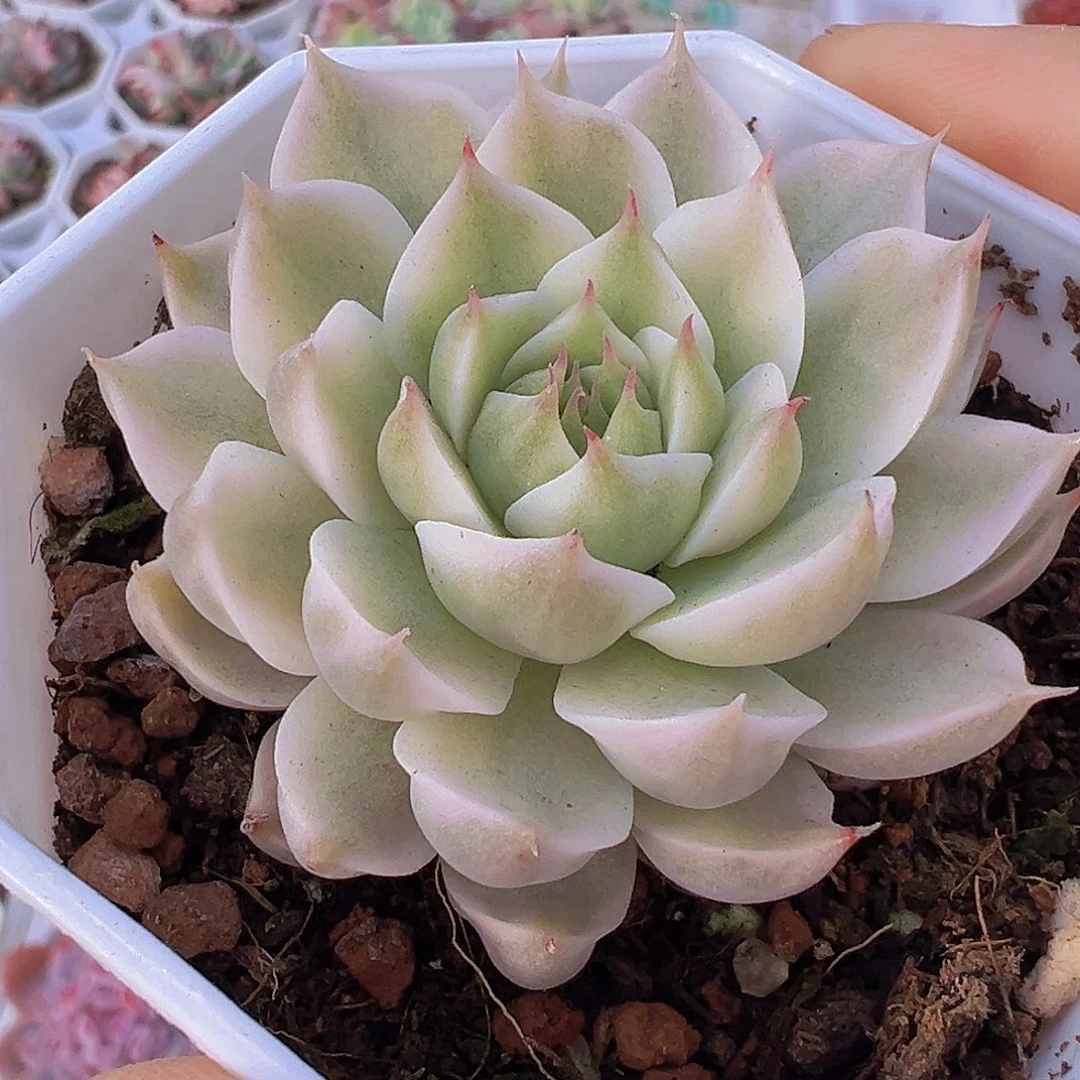 玛格丽特锦19包邮