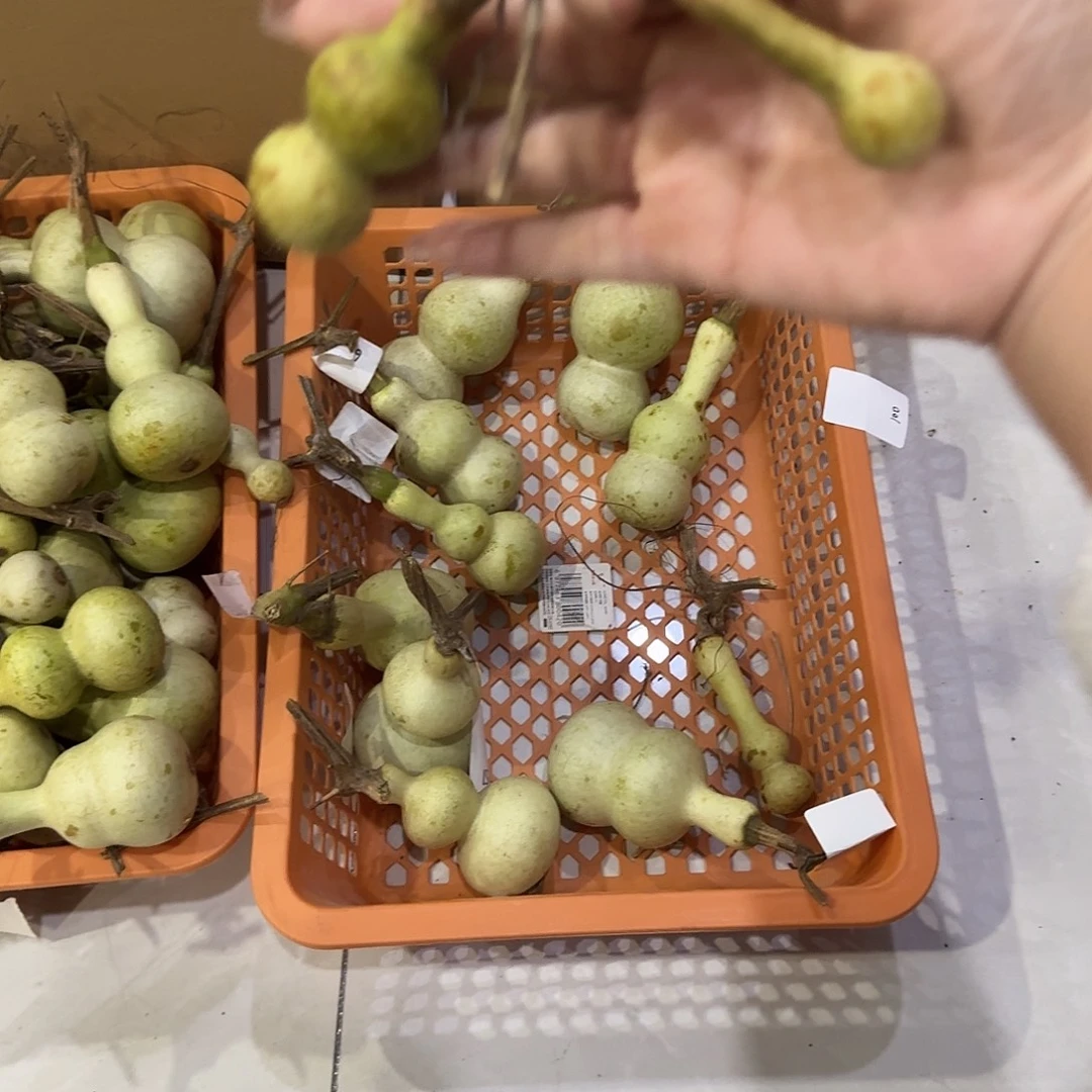 青皮不包成青皮不包成