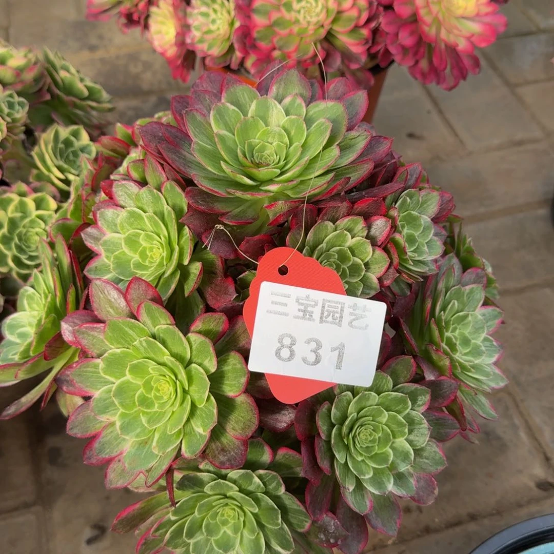 小***.多肉植物831莲花