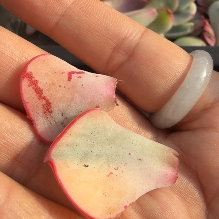 剑斯诺娃锦一组叶片