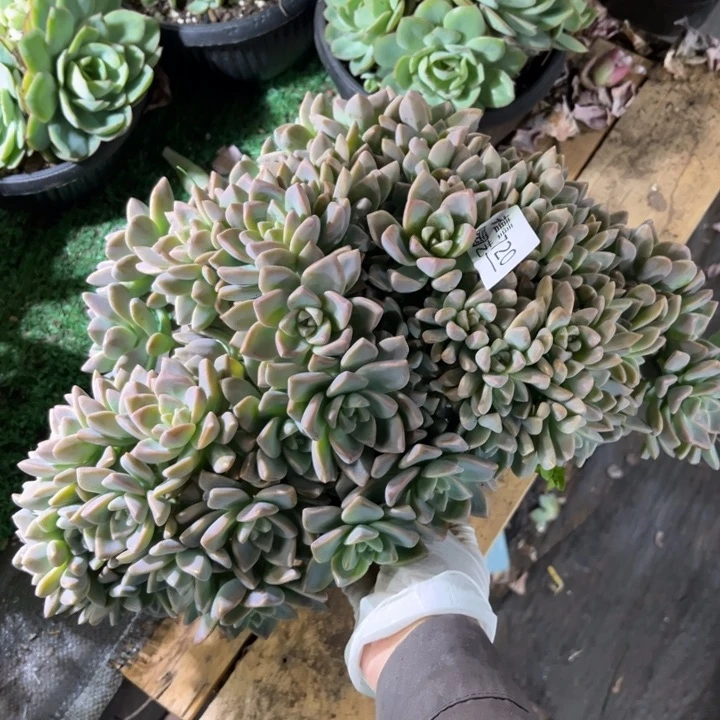 720淡雪缀多肉植物