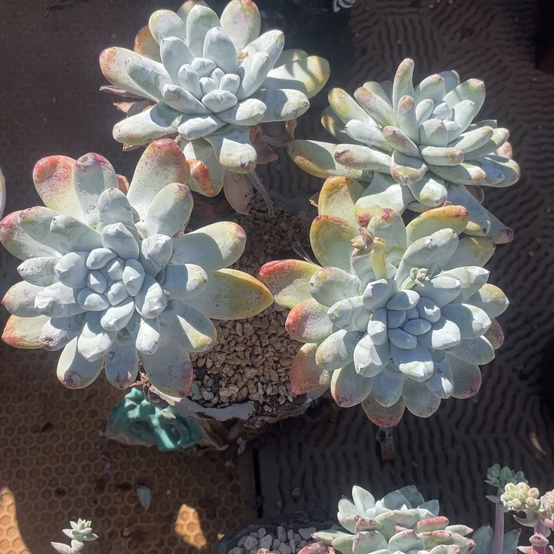 【闪购商品】终***ღ拇指老庄