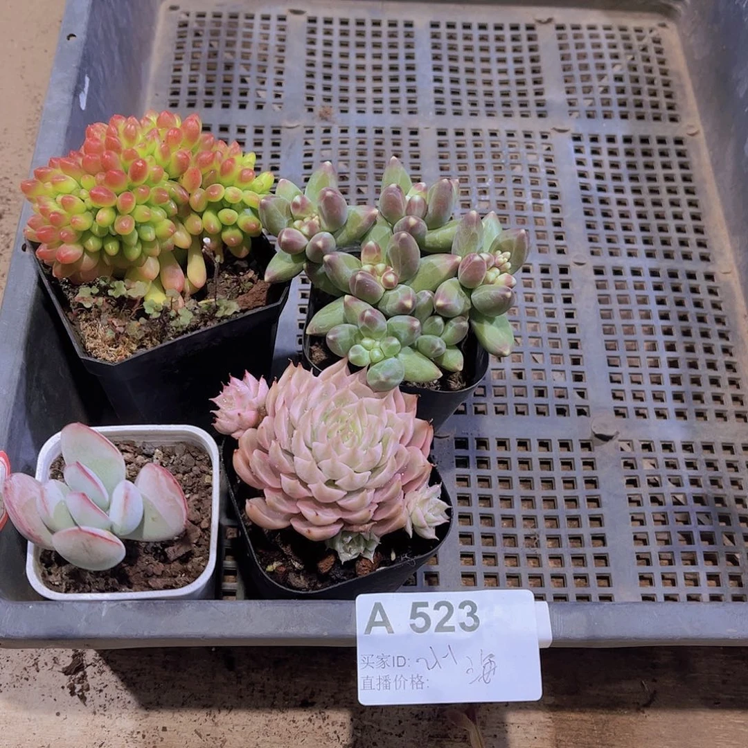 海*天多肉523多肉植物