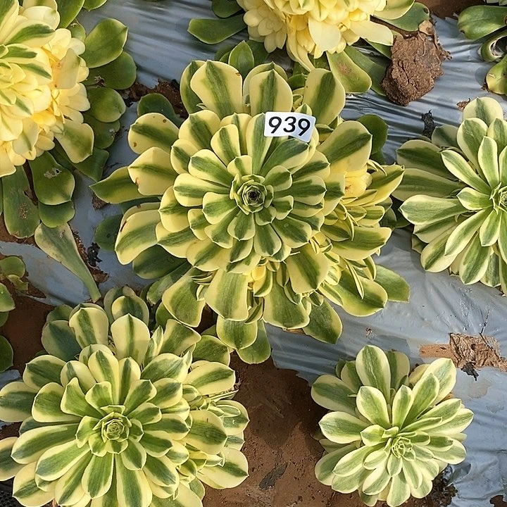 多肉植物法师939欣尼亚