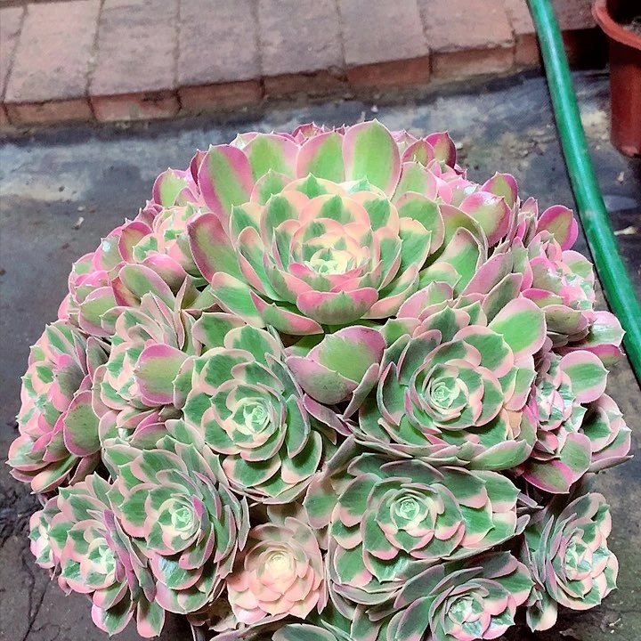 粉女郎，多肉植物