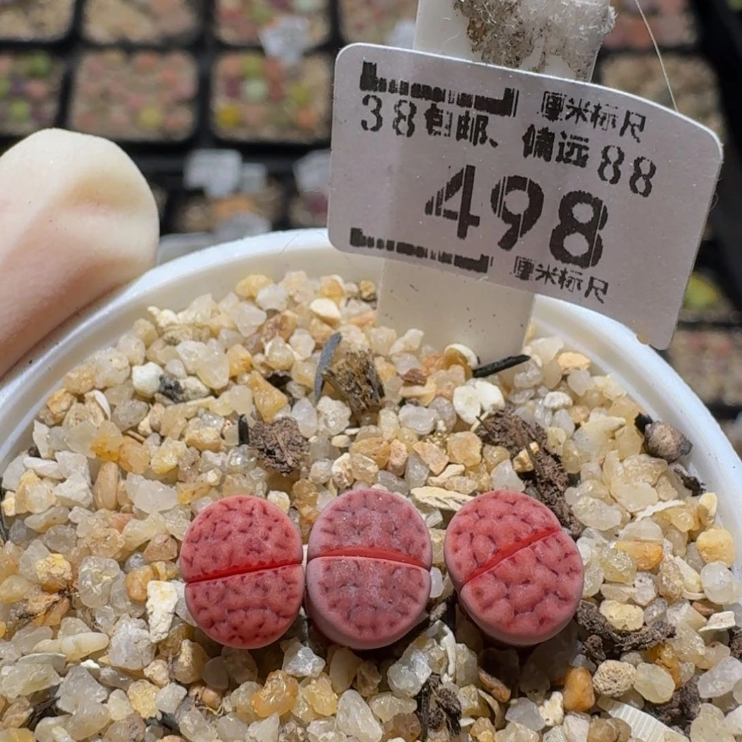 zzzz生石花肉锥498