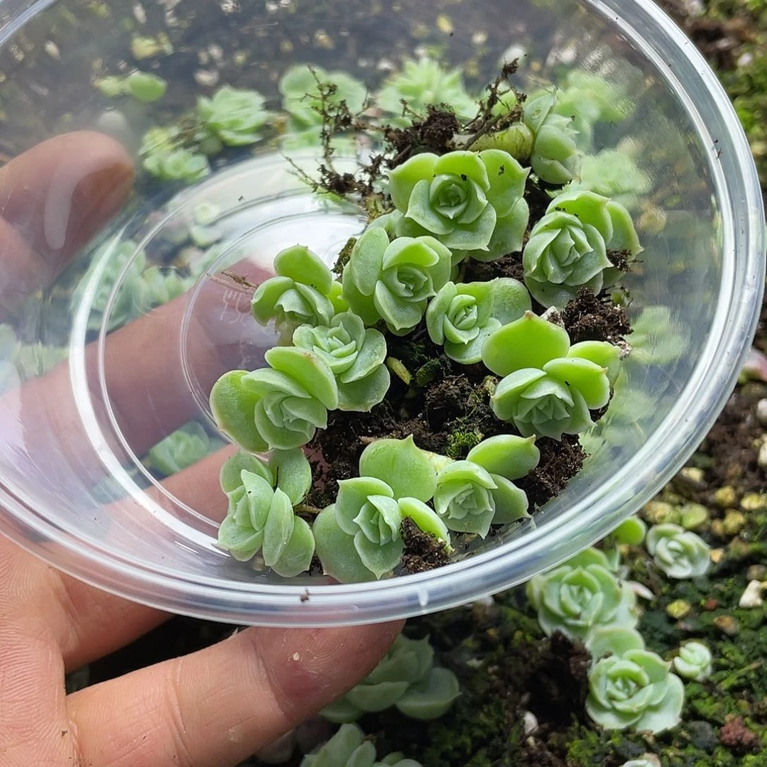 水晶虾饺一物一拍024