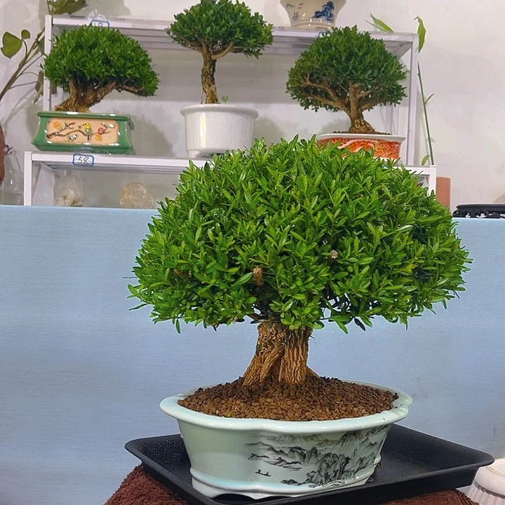 一***光无花朵浙江黄杨一树一拍