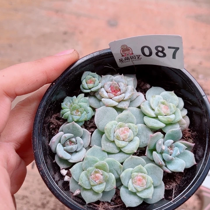 多肉植物多肉植物