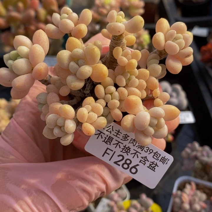 鱼子酱老桩8cm286多肉植物