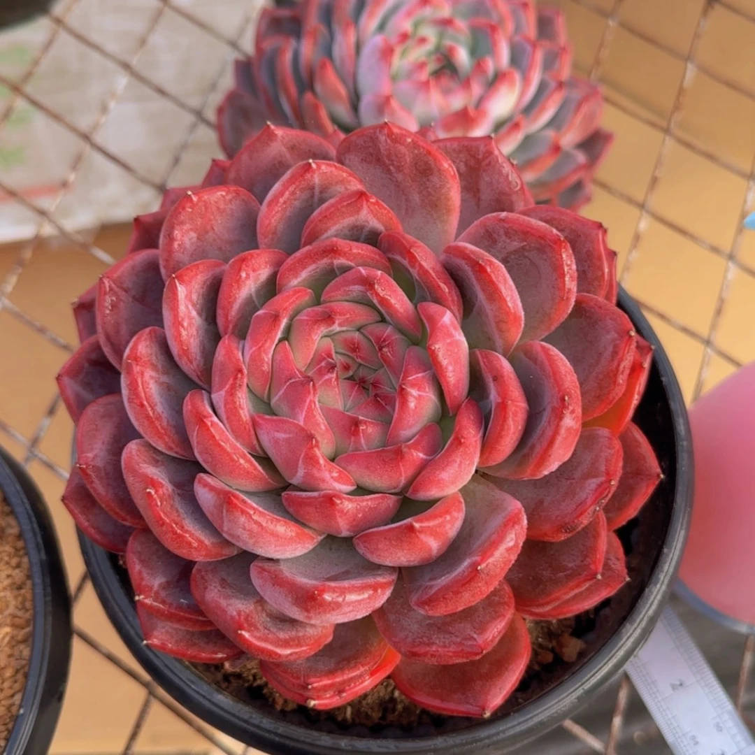 【闪购商品】母本红鸾39.9