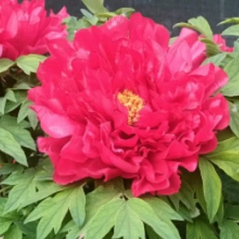 【旭港】精品牡丹，红色，一物一拍