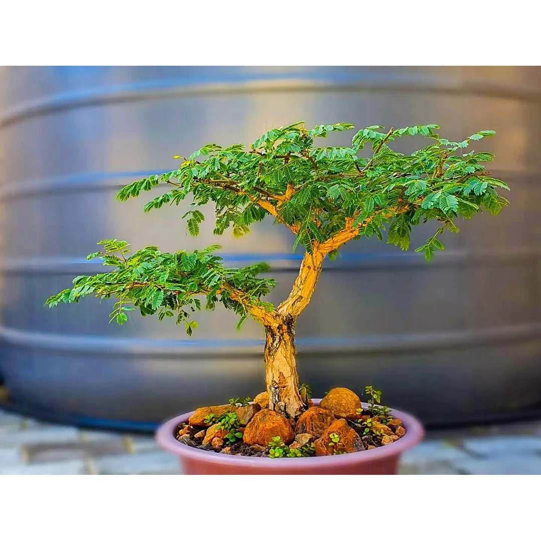 猴棘金合欢 Acacia galpinii 小盆景造型籽播实生